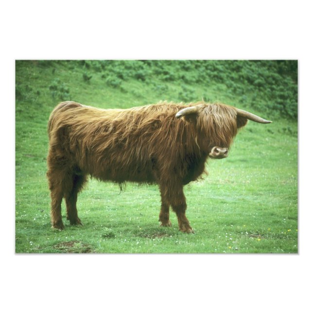 Impression Photo Jeune bovin des Highlands, île de Mull, Intérieur (Devant)