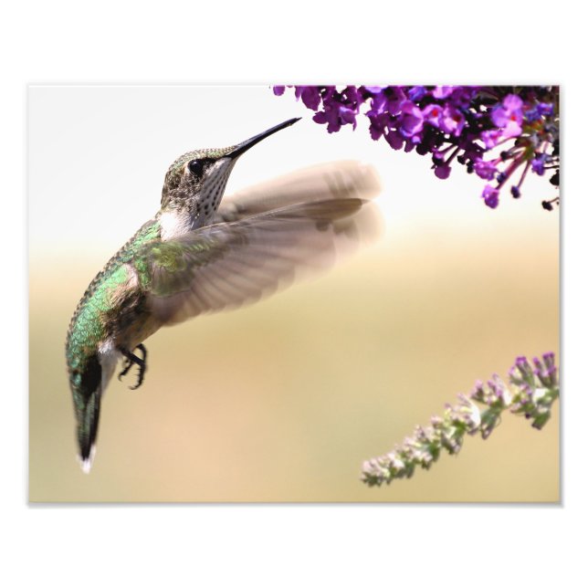 Impression Photo Jeune colibri qui se nourrit dans notre jardin (Devant)