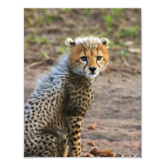 Impression Photo Jeune guépard Acinonyx Jubatus) (Devant)