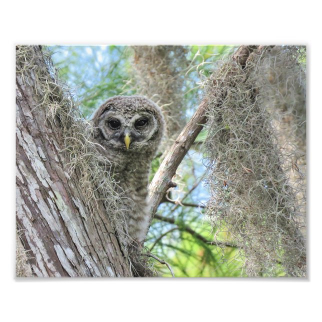 Impression Photo Jeune hulotte barrée dans un arbre (Devant)