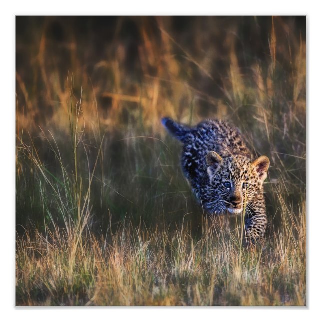Impression Photo Jeune léopard Panthera Pardus (Devant)