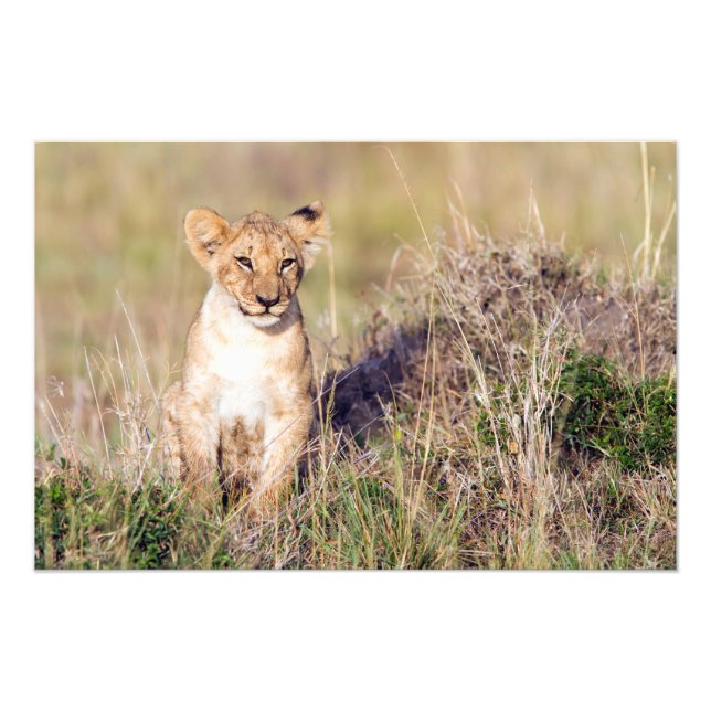 Impression Photo Jeune lion (Devant)