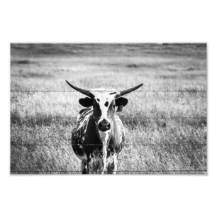 Impression Photo Jeune Longhorn
