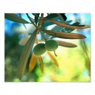 Impression Photo Jeune Olive Sur Une Branche