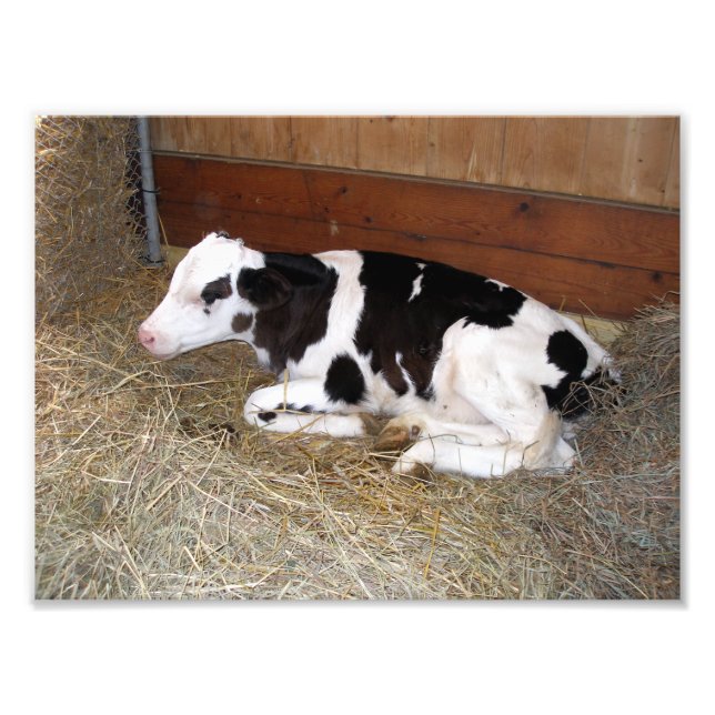 Impression Photo Jeune vache noire et blanche qui se pose (Devant)