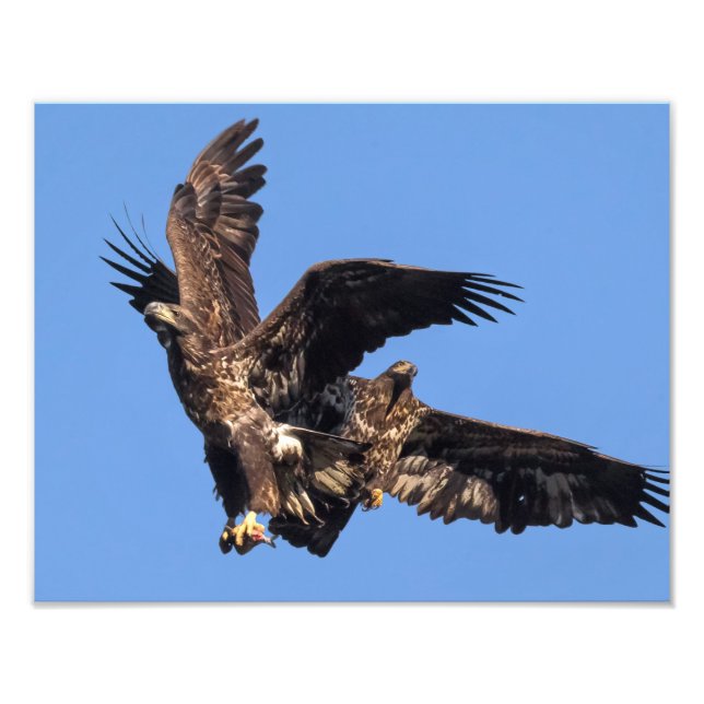 Impression Photo Jeux d'aigle (Devant)