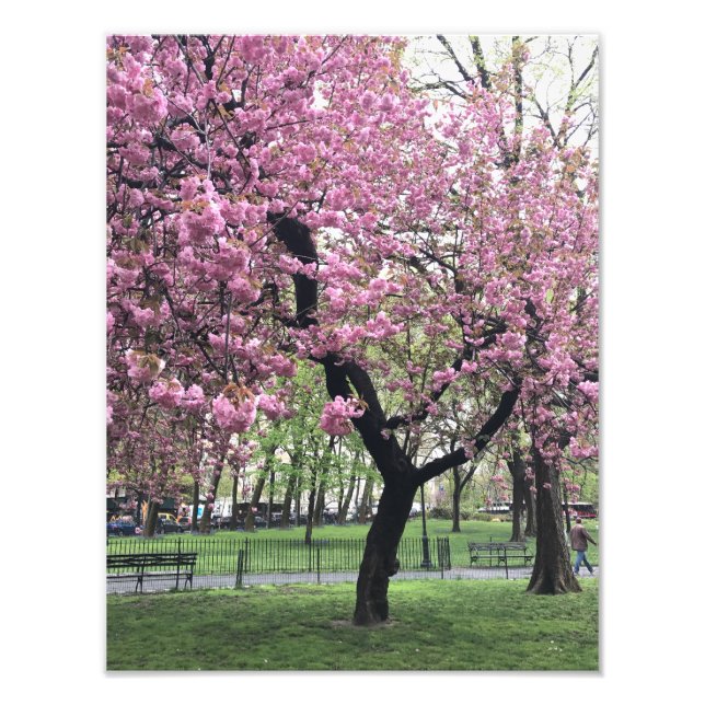 Impression Photo Joli cerisier rose Fleur Arbre NYC New York City (Devant)