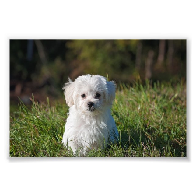 Impression Photo Joli chiot blanc (Devant)