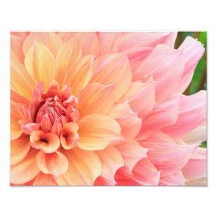 Impression Photo Joli Dahlia rose et jaune pastel