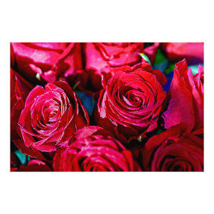 Impression Photo Joli Ensemble De Roses Rouges