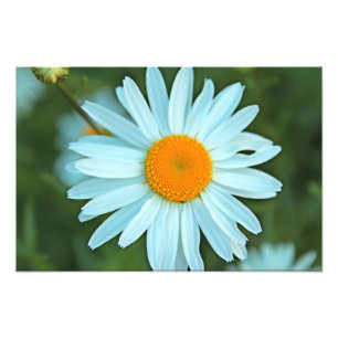 Impression Photo joli tableau blanc de fleurs marguerites.