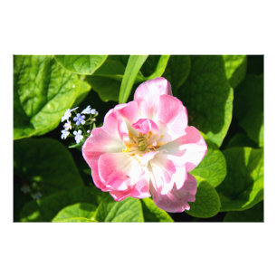 Impression Photo Joli tulipe rose