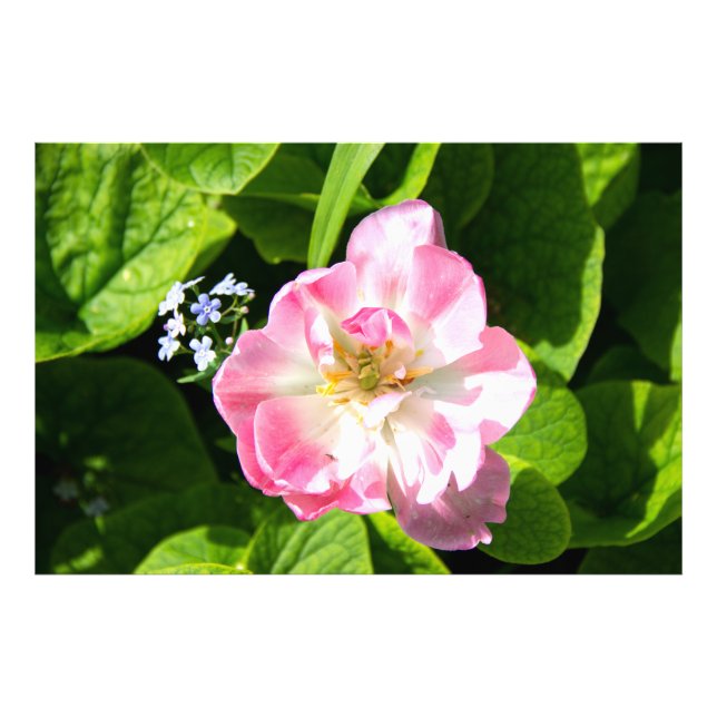 Impression Photo Joli tulipe rose (Devant)
