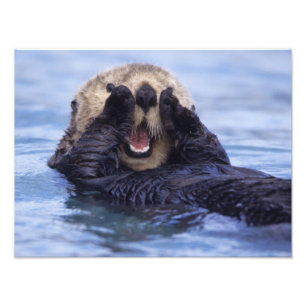 Impression Photo Jolie loutre de mer   Alaska, États-Unis