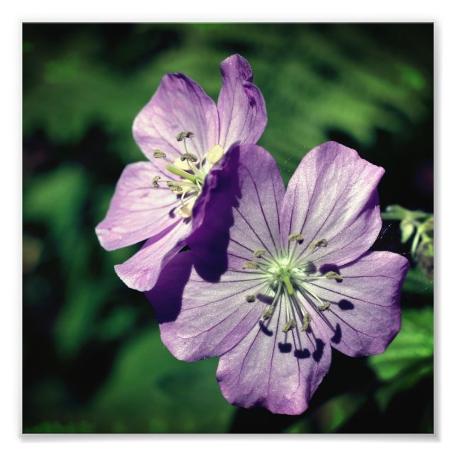 Impression Photo Jolie paire de fleurs de géranium violet Fermer 8x (Devant)