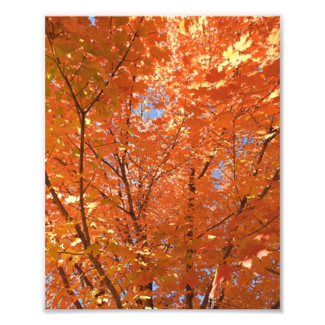Impression Photo Jolies feuilles d'automne orange (Devant)