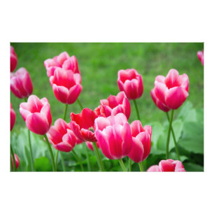 Impression Photo Jolies tulipes écarlates dans le jardin