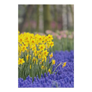 Impression Photo Jonquilles et Muscari, Keukenhof