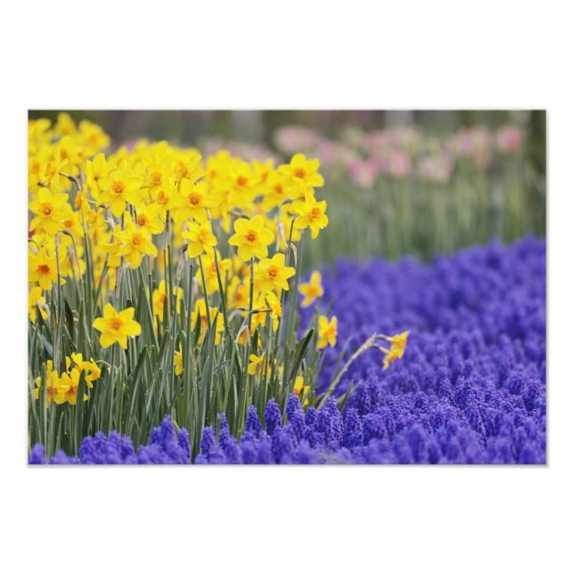 Impression Photo Jonquilles et muscaris, Keukenhof 3 (Devant)