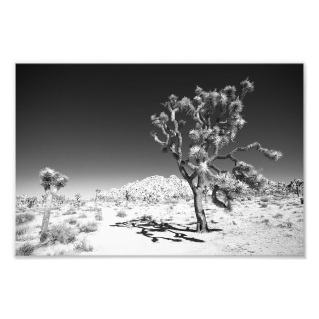 Impression Photo Joshua Tree (Devant)