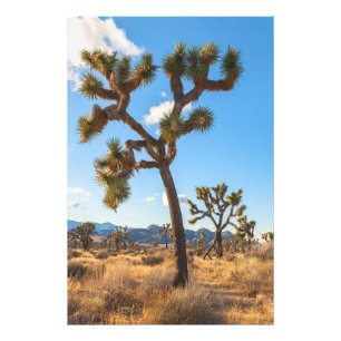 Impression Photo Joshua Trees