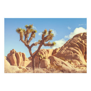 Impression Photo Joshua Trees Parc National Paysage Paysage