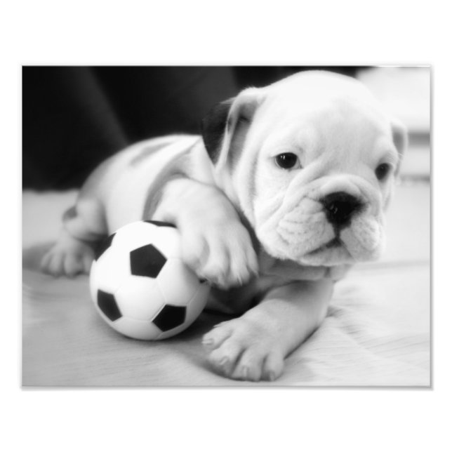 Impression Photo Jouons au football ! Chippon anglais Bulldog (Devant)