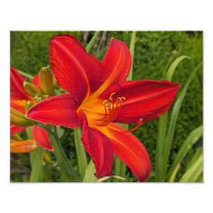 Impression Photo Jour de lis orange vif Fleur