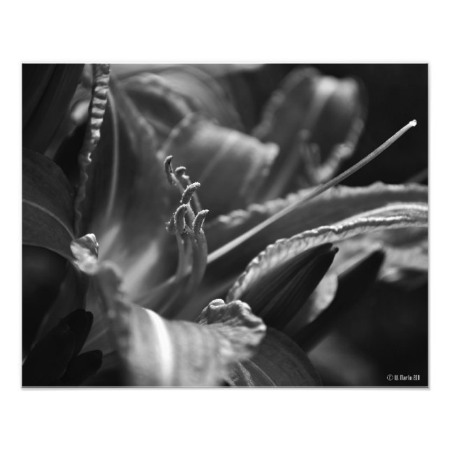 Impression Photo Jour Lily Dans L'Ombre (Devant)