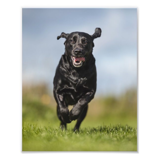 Impression Photo Joyeux Black Labrador Retriever Running (Devant)
