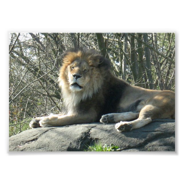 Impression Photo Joyeux lion (Devant)