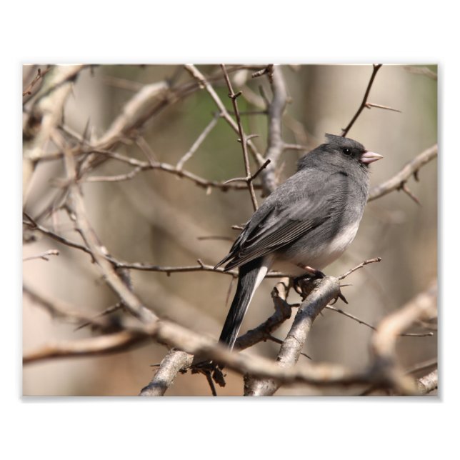 Impression Photo Junco aux yeux sombres (Devant)