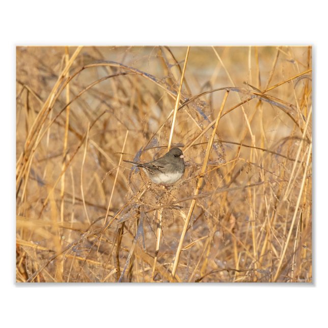 Impression Photo Junco Sur L'Herbe Icy (Devant)