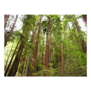 Impression Photo Jusqu'aux séquoias I à Muir Woods National Monumen