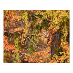 Impression Photo Juste Un Écureuil Dans Les Bois