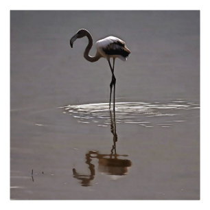 Impression Photo Juvenile Flamingo In Grey With Reflection