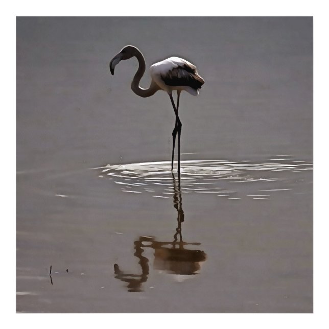 Impression Photo Juvenile Flamingo In Grey With Reflection (Devant)