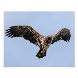 Impression Photo Juvie Eagle Overhead