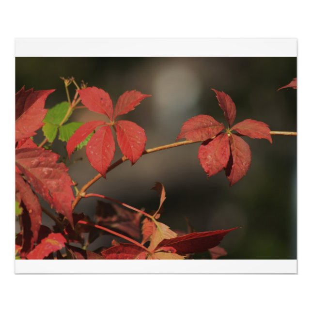 Impression Photo Kansas Pays Vigne rouge (Devant)
