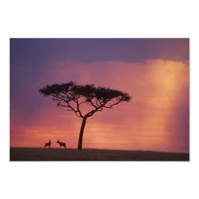Impression Photo Kenya: Parc national de Masai Mara, Coucher de sol (Devant)