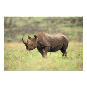 Impression Photo Kenya, Parc national de Nairobi. Rhinocéros noir