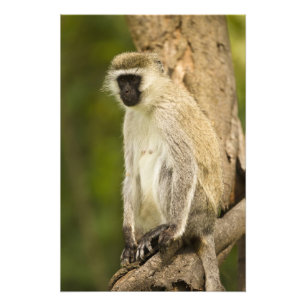 Impression Photo Kenya, parc national du lac Nakuru. Vervet