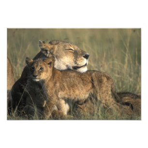 Impression Photo Kenya, réserve de gibier Masai Mara, lionne