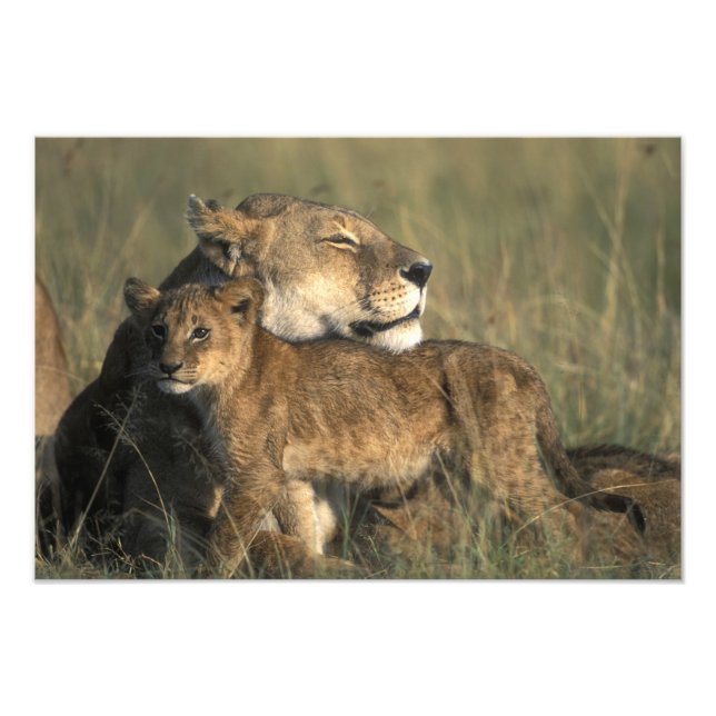 Impression Photo Kenya, réserve de gibier Masai Mara, lionne (Devant)