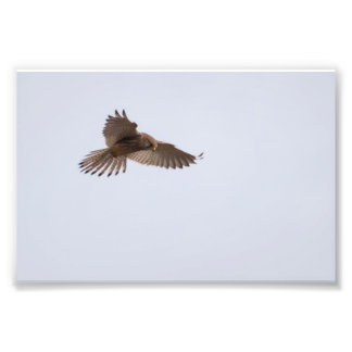Impression Photo Kestrel