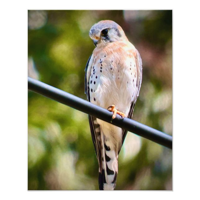 Impression Photo Kestrel américain (Devant)