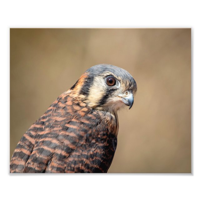 Impression Photo Kestrel américain 10x8 (Devant)