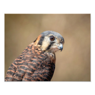 Impression Photo Kestrel américain 14x11