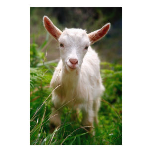 Impression Photo Kid Goat