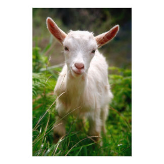 Impression Photo Kid Goat